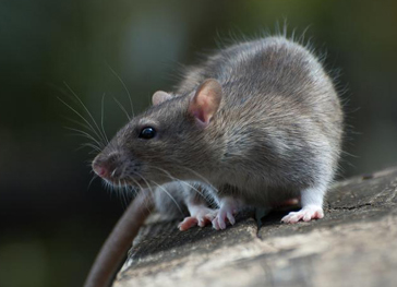 Rat & Mice Control