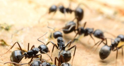 Ant Extermination Services In London