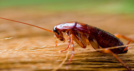 Cockroach Extermination Services In London
