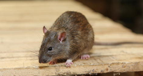 Rodent Extermination Services In London