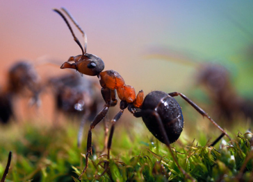 Ant Control & Removal London