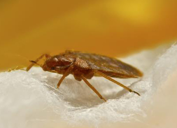 Bed Bug Extermination Services