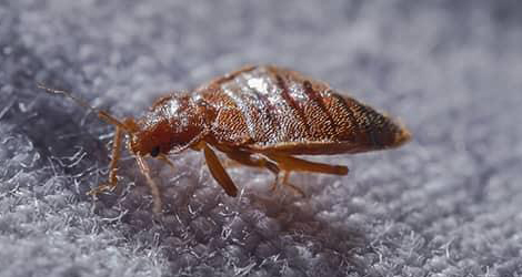 Bed Bug Removal in London Ontario